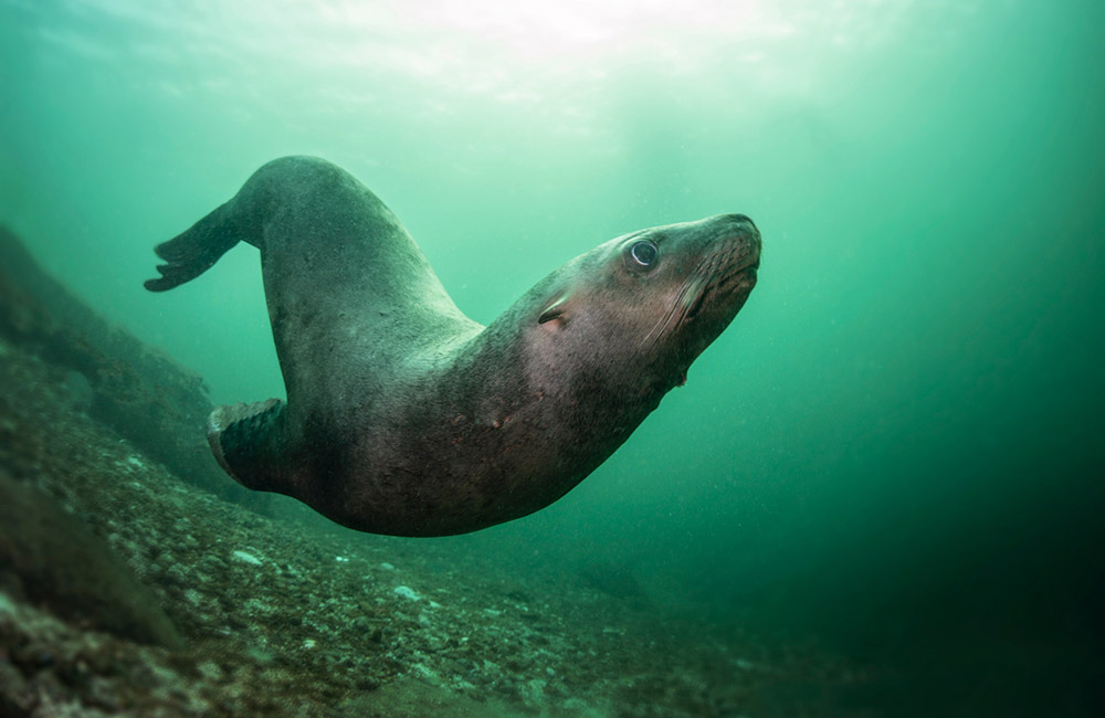 the coolest dive partners aren't humans they're sea lions!